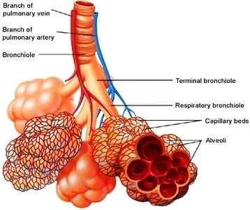 Alveoli